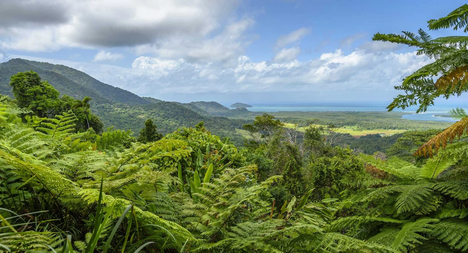 Forêt de Daintree, Australie