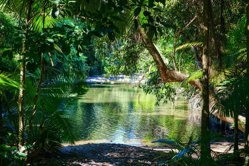 Forêt de Daintree, Australie