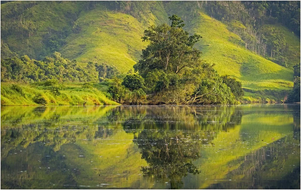 Forêt de Daintree, Australie