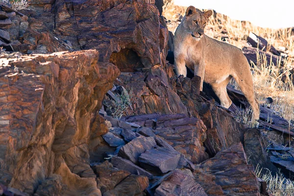 Ugab River, Namibie