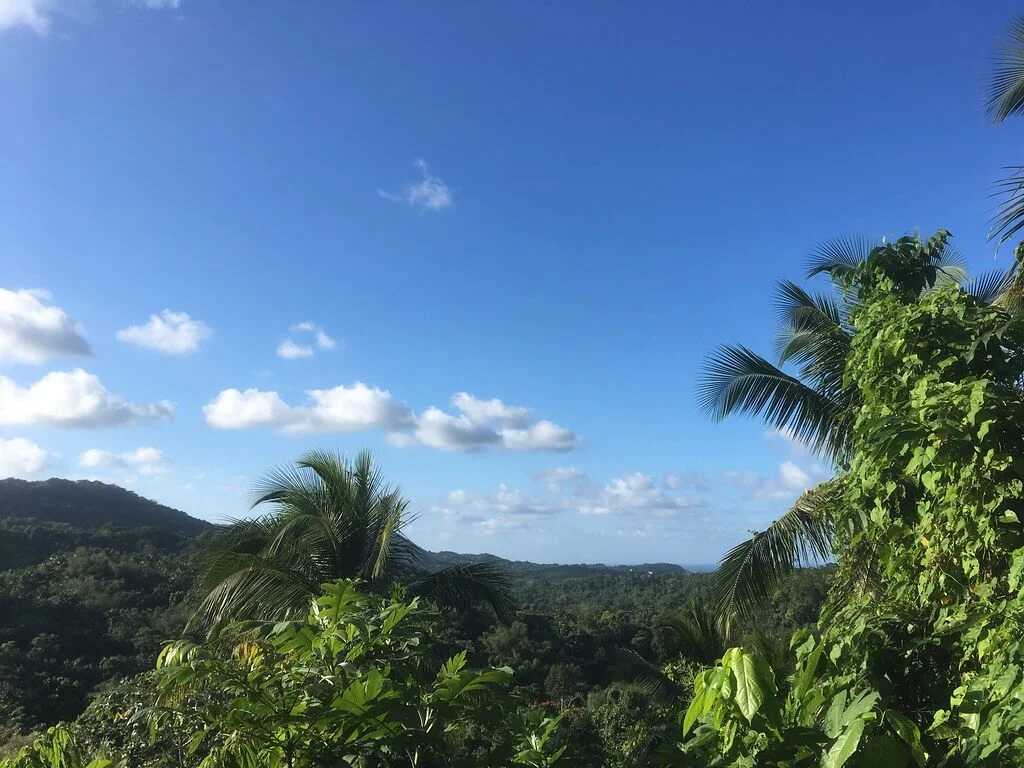 Monts John Crow, Jamaïque