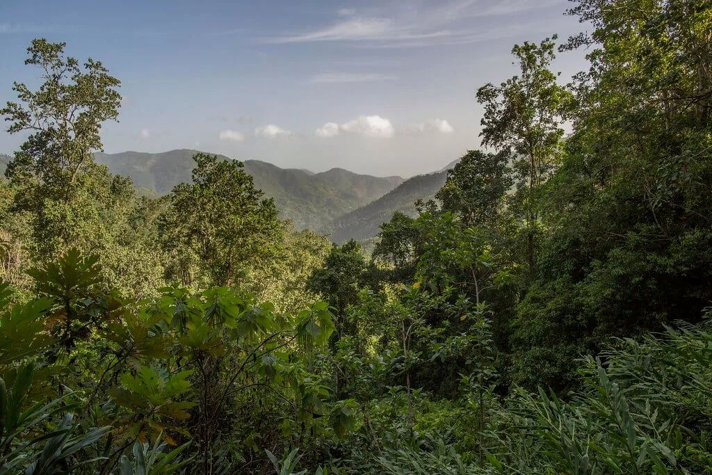 Monts John Crow, Jamaïque