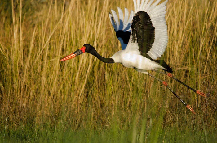 Chief's Island, Botswana