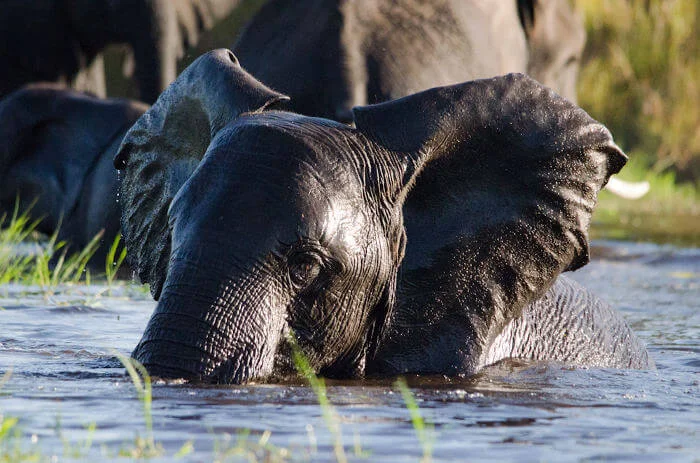 Chief's Island, Botswana