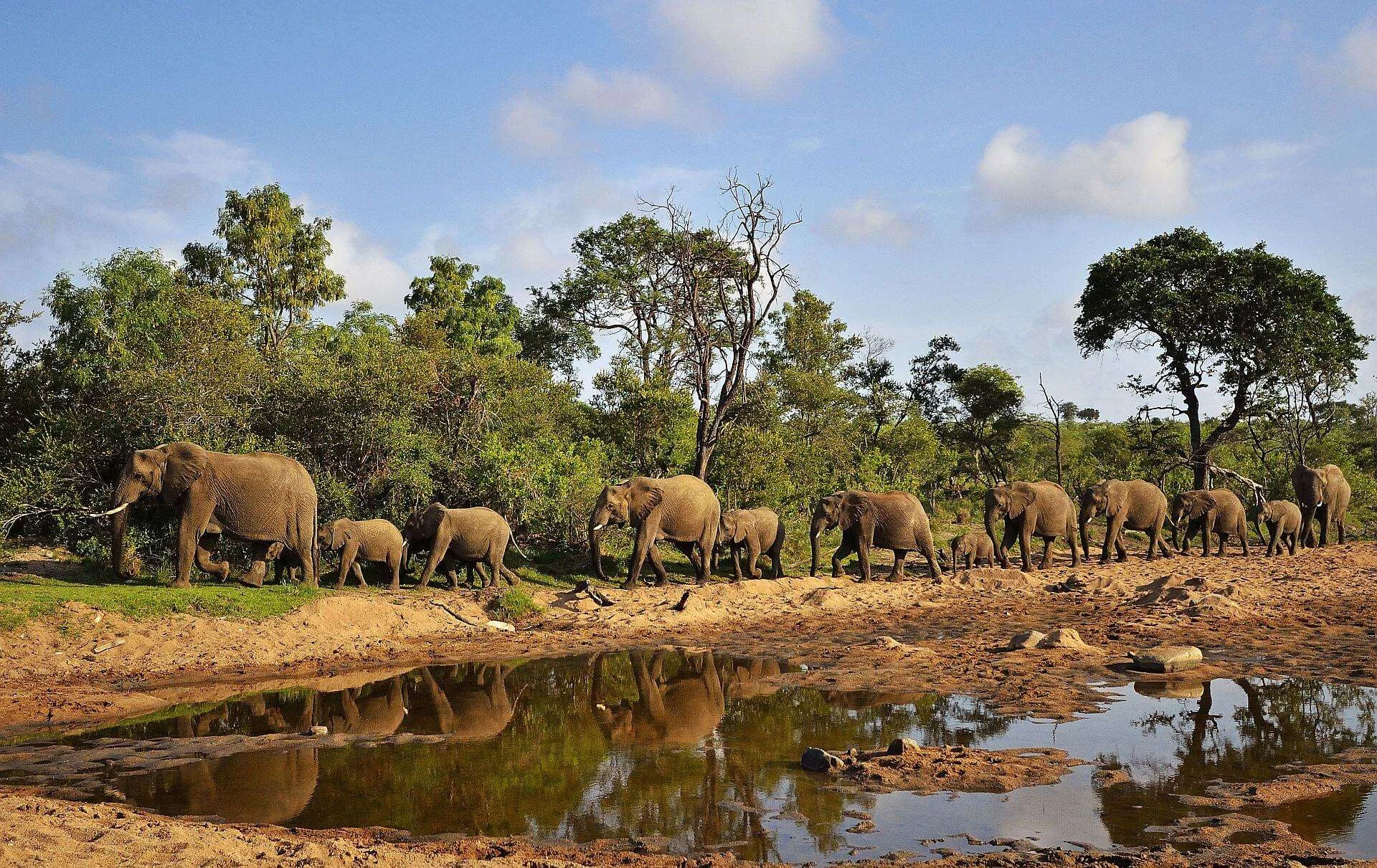 Klaserie Private Nature Reserve, Afrique du Sud