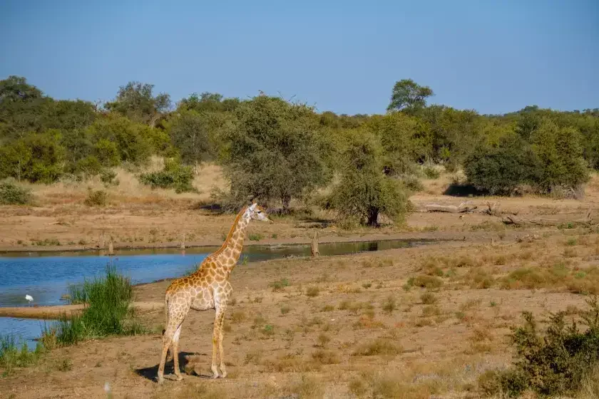 Klaserie Private Nature Reserve, Afrique du Sud
