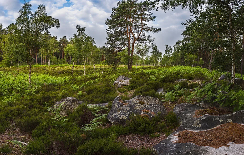 Forêt de Fontainebleau, France