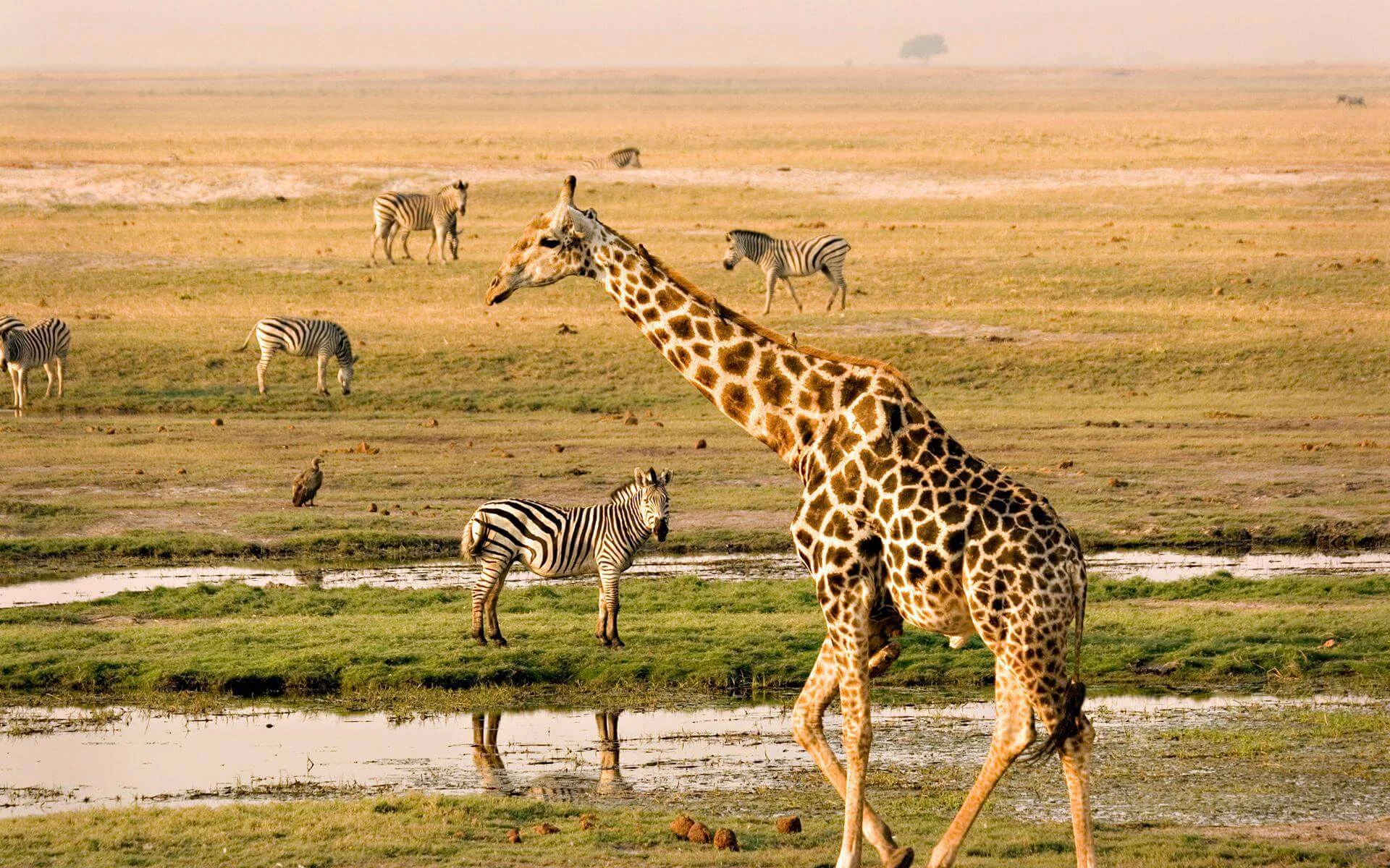 Parc national de Chobe, Botswana
