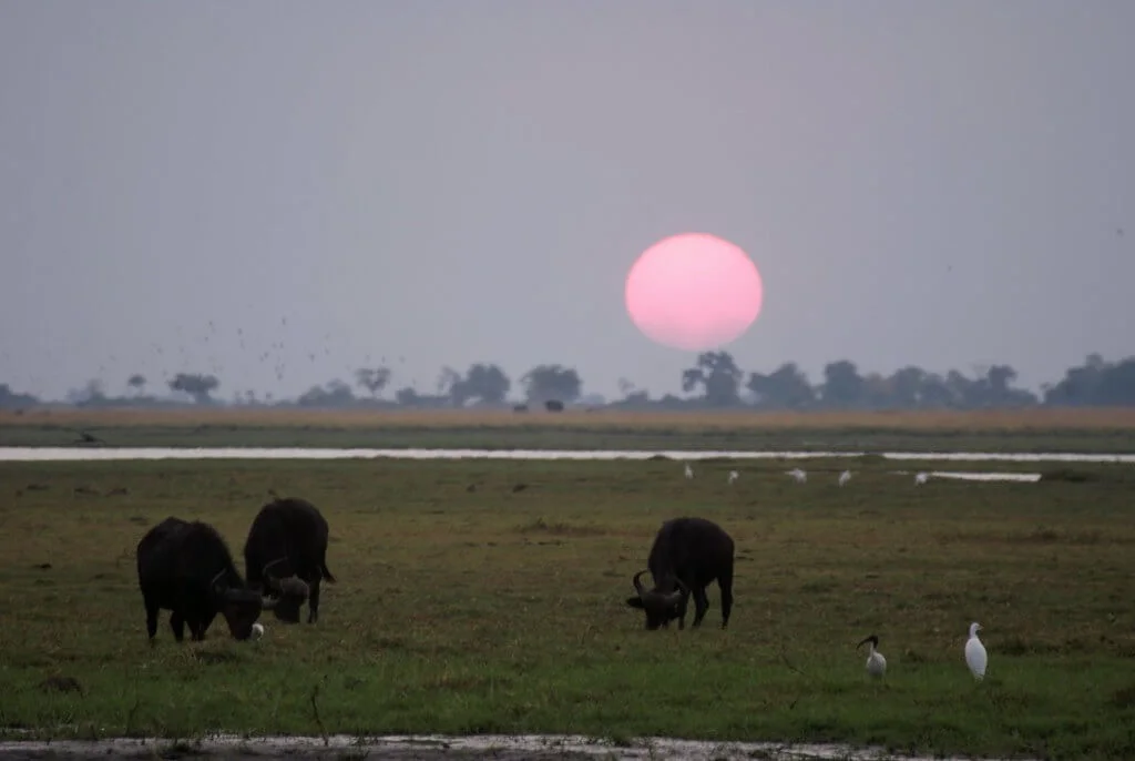 Parc national de Chobe, Botswana