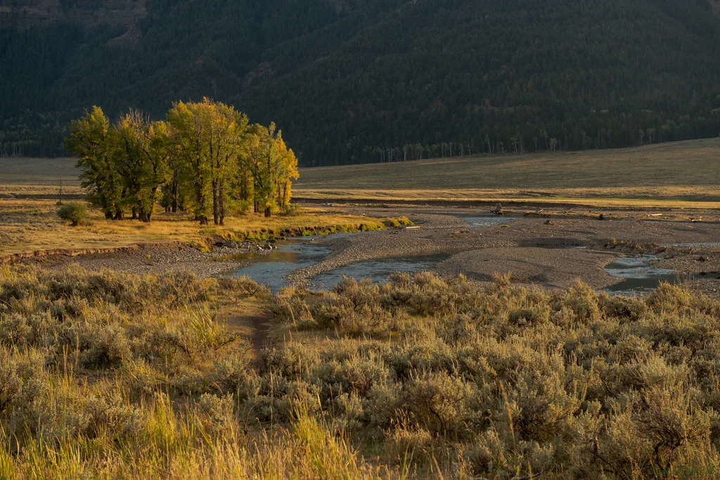 Lamar River, États-Unis