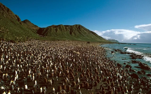 Îles Snares, Nouvelle-Zélande