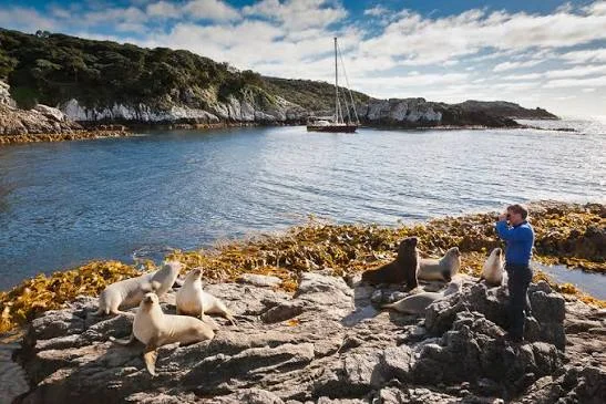 Îles Snares, Nouvelle-Zélande