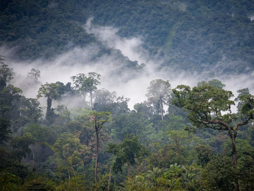 Parc national de Minkébé, Gabon