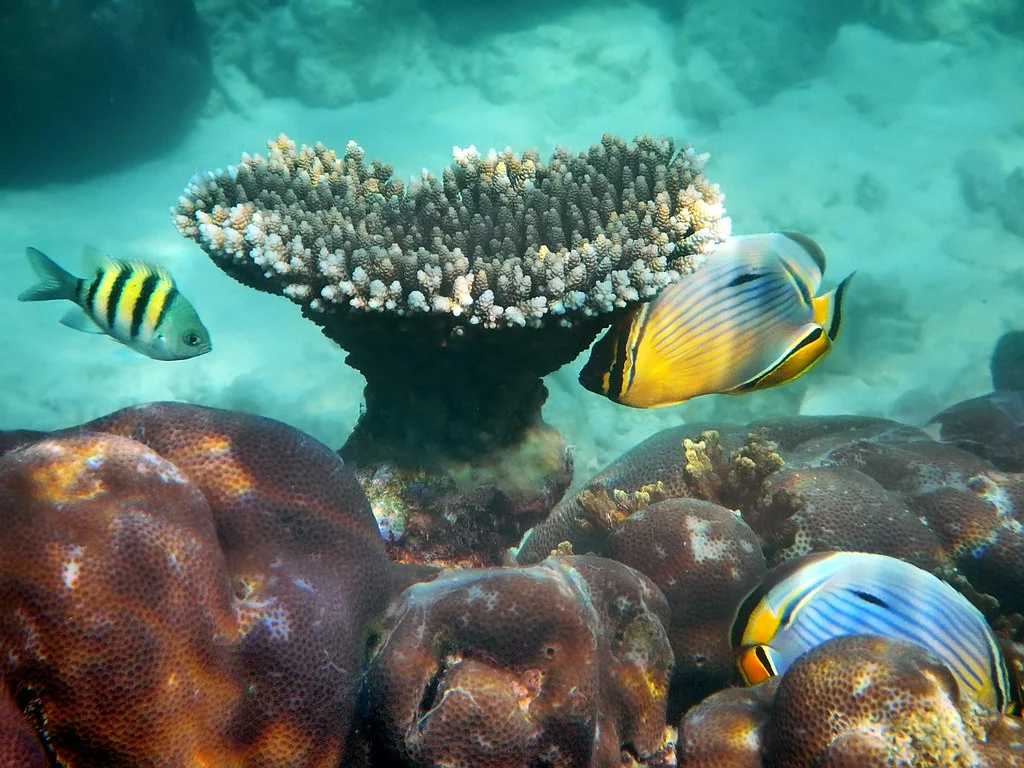 Îles Laquedives, Inde