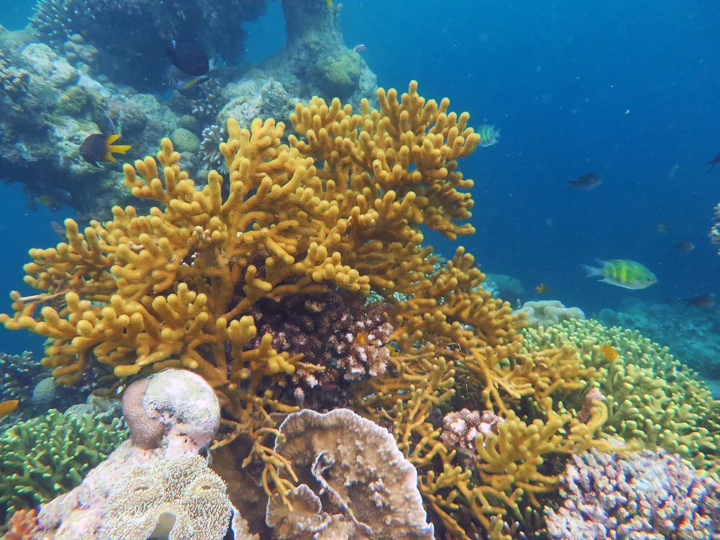 Pulau Hoga, Indonésie