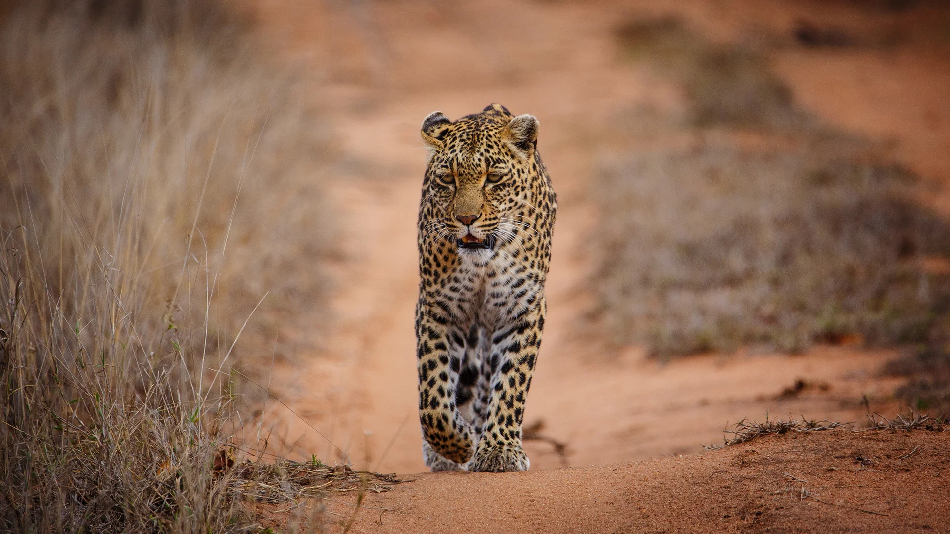 Sabi Sands Game Reserve, Afrique du Sud