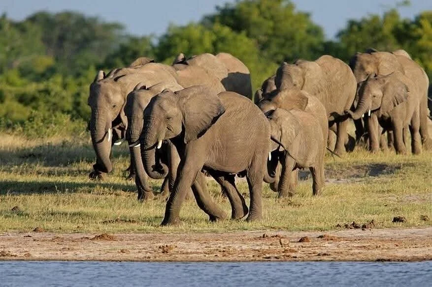 Parc national Hwange, Zimbabwe