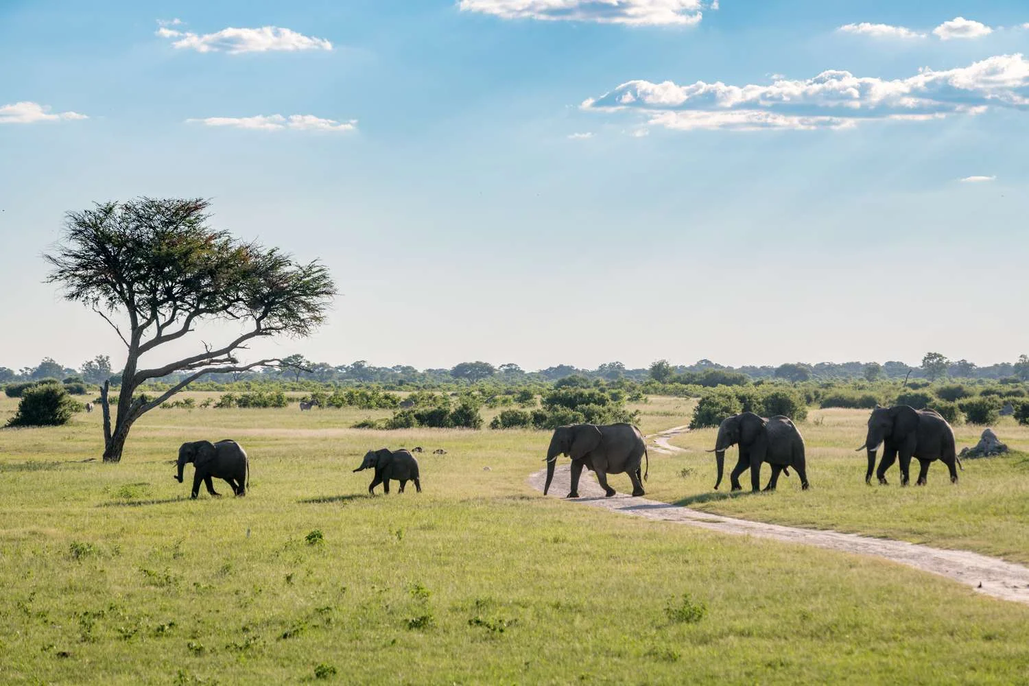 Parc national Hwange, Zimbabwe