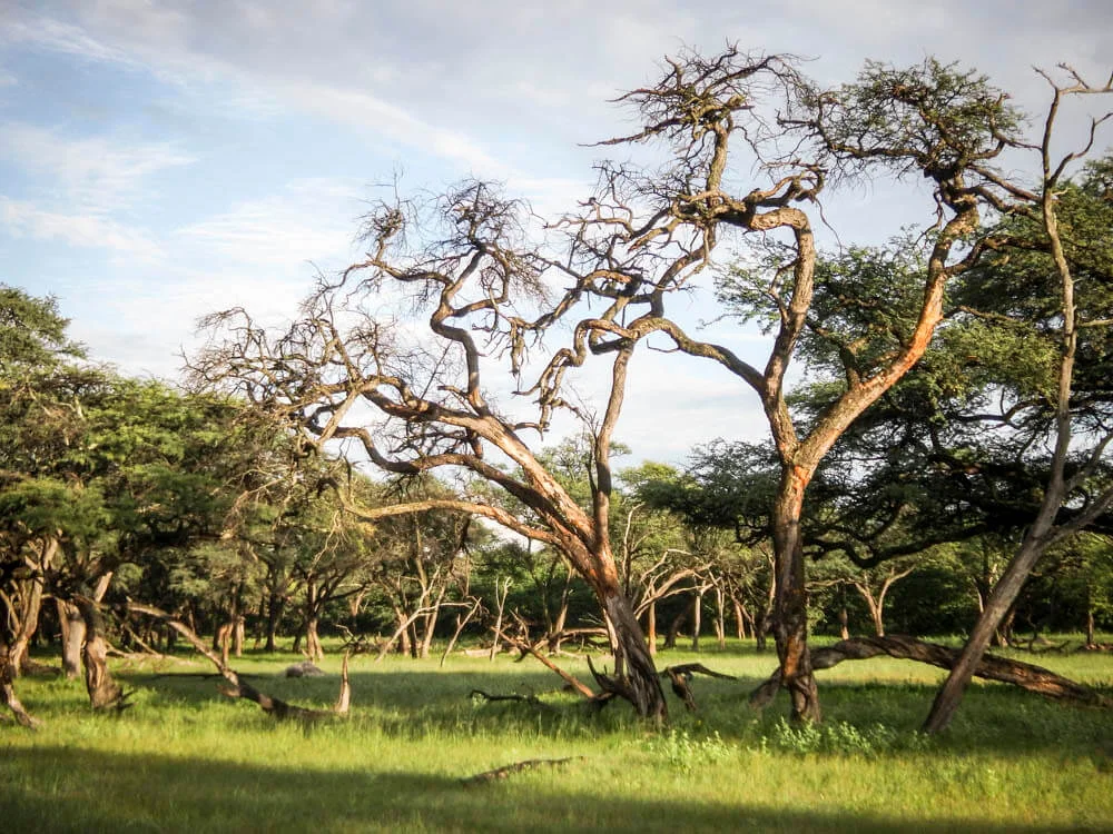 Parc national Hwange, Zimbabwe