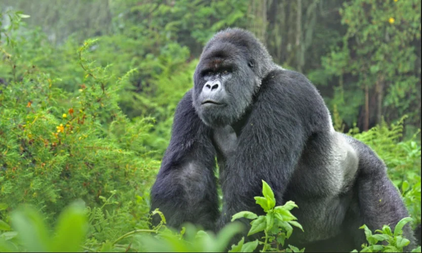 Parc national des Virungas, République démocratique du Congo