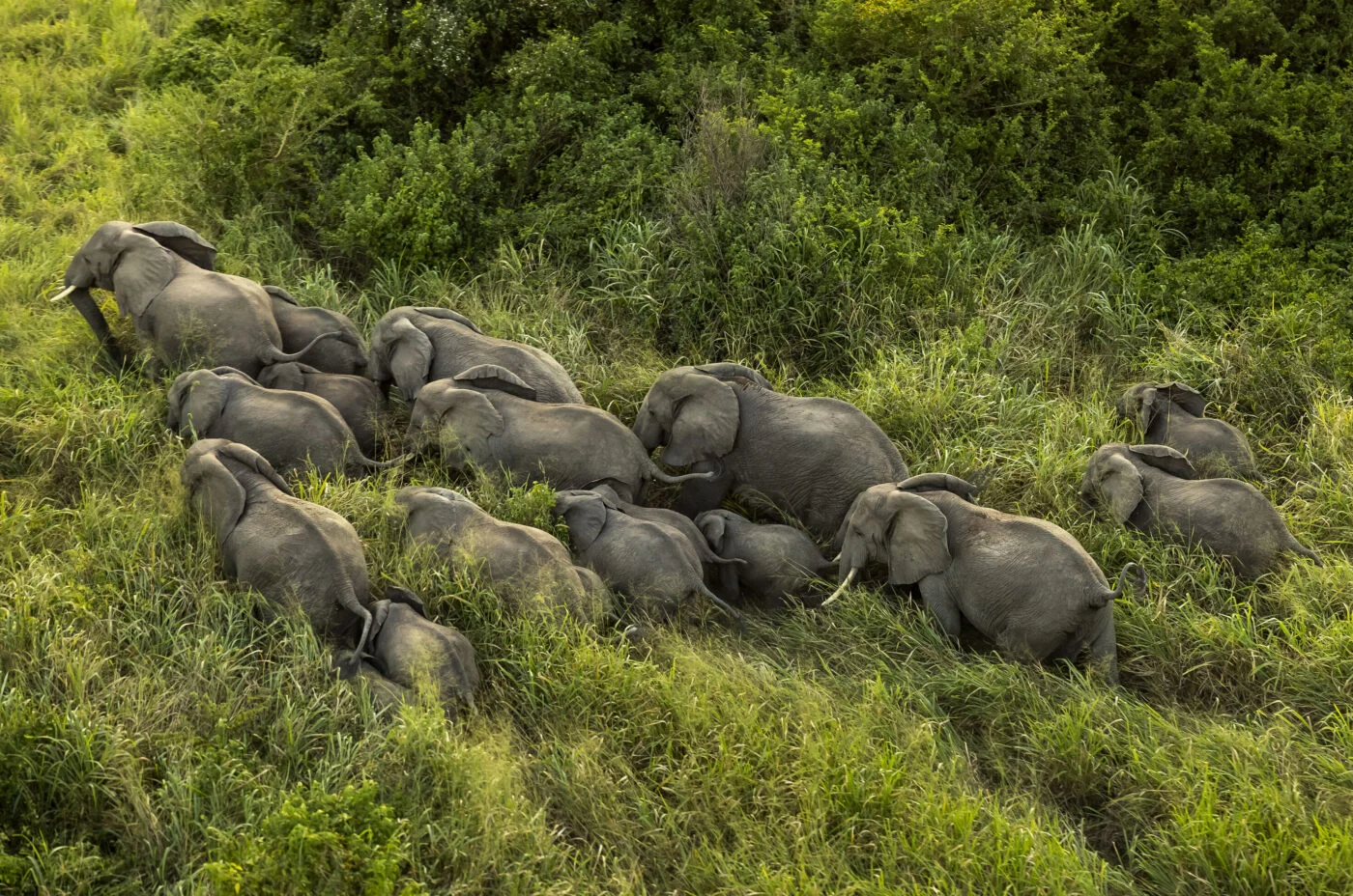 Parc national des Virungas, République démocratique du Congo