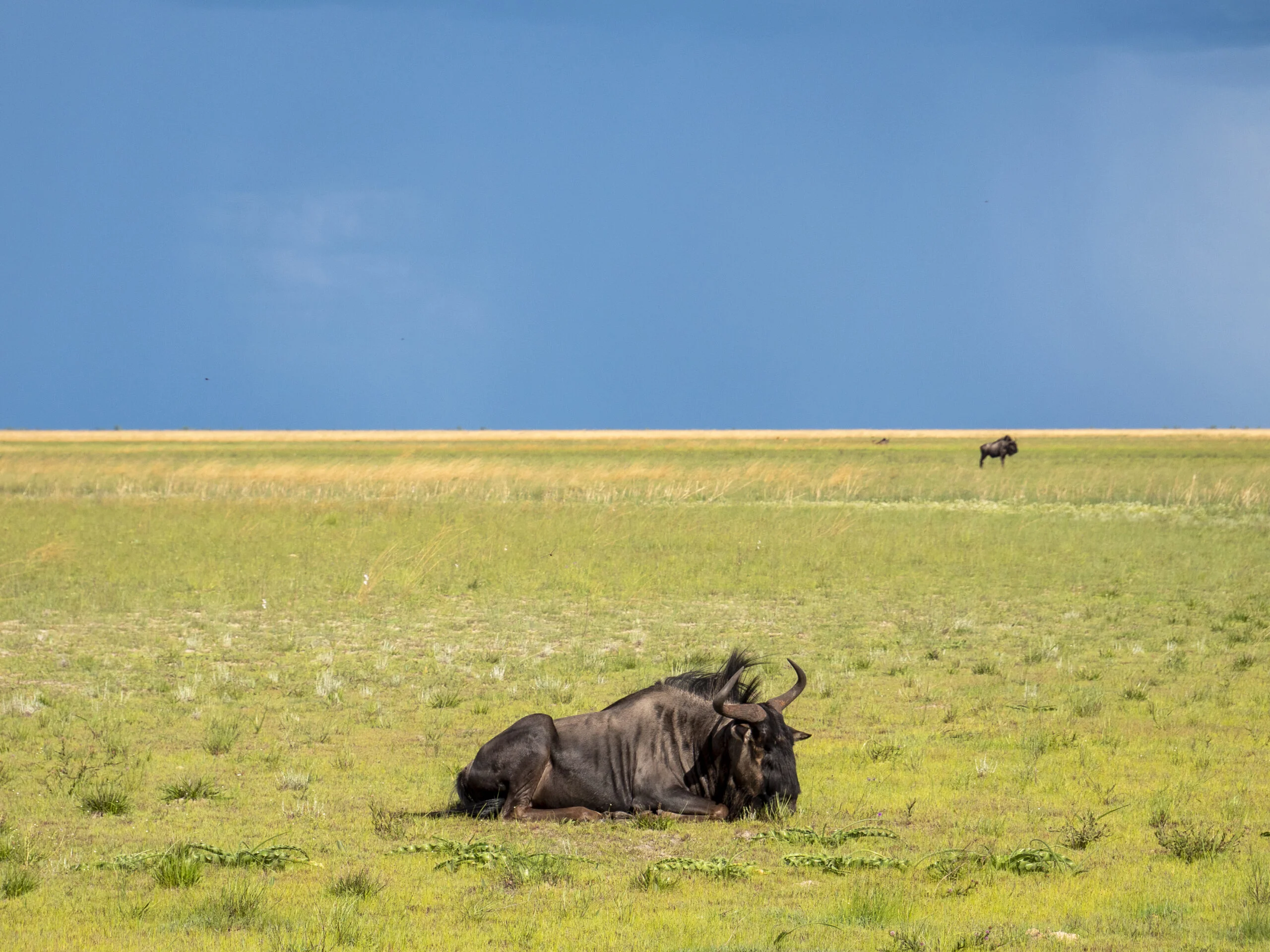 Parc national de la plaine de Liuwa, Zambie