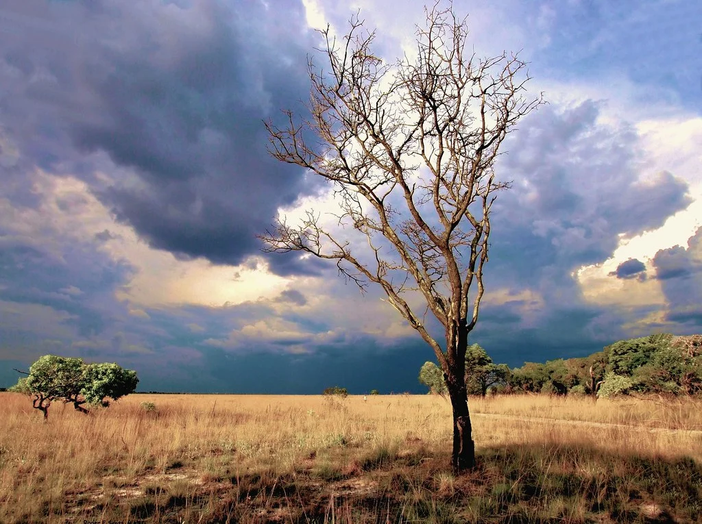 Parc national de la plaine de Liuwa, Zambie