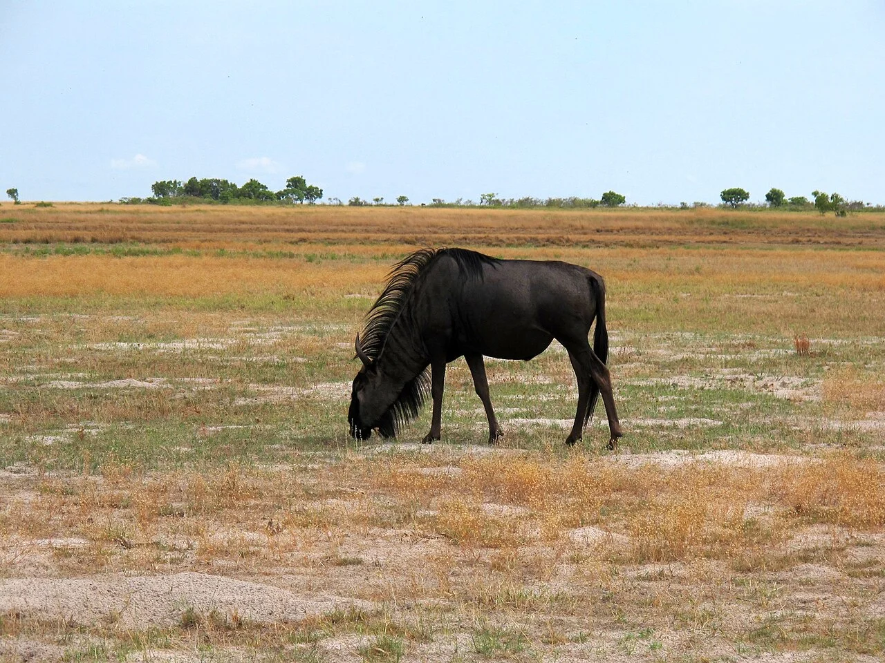Parc national de la plaine de Liuwa, Zambie