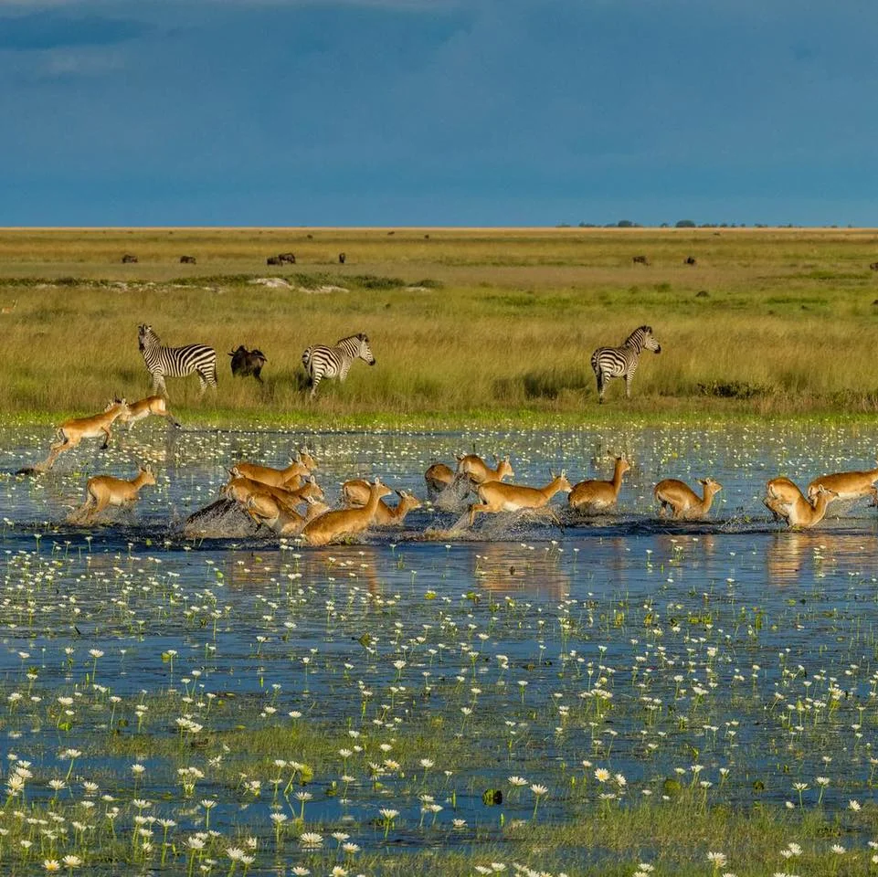 Parc national de la plaine de Liuwa, Zambie