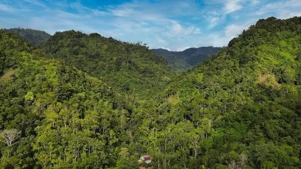 Forêts tropicales ombrophiles de Sumatra, Indonésie, Indonésie