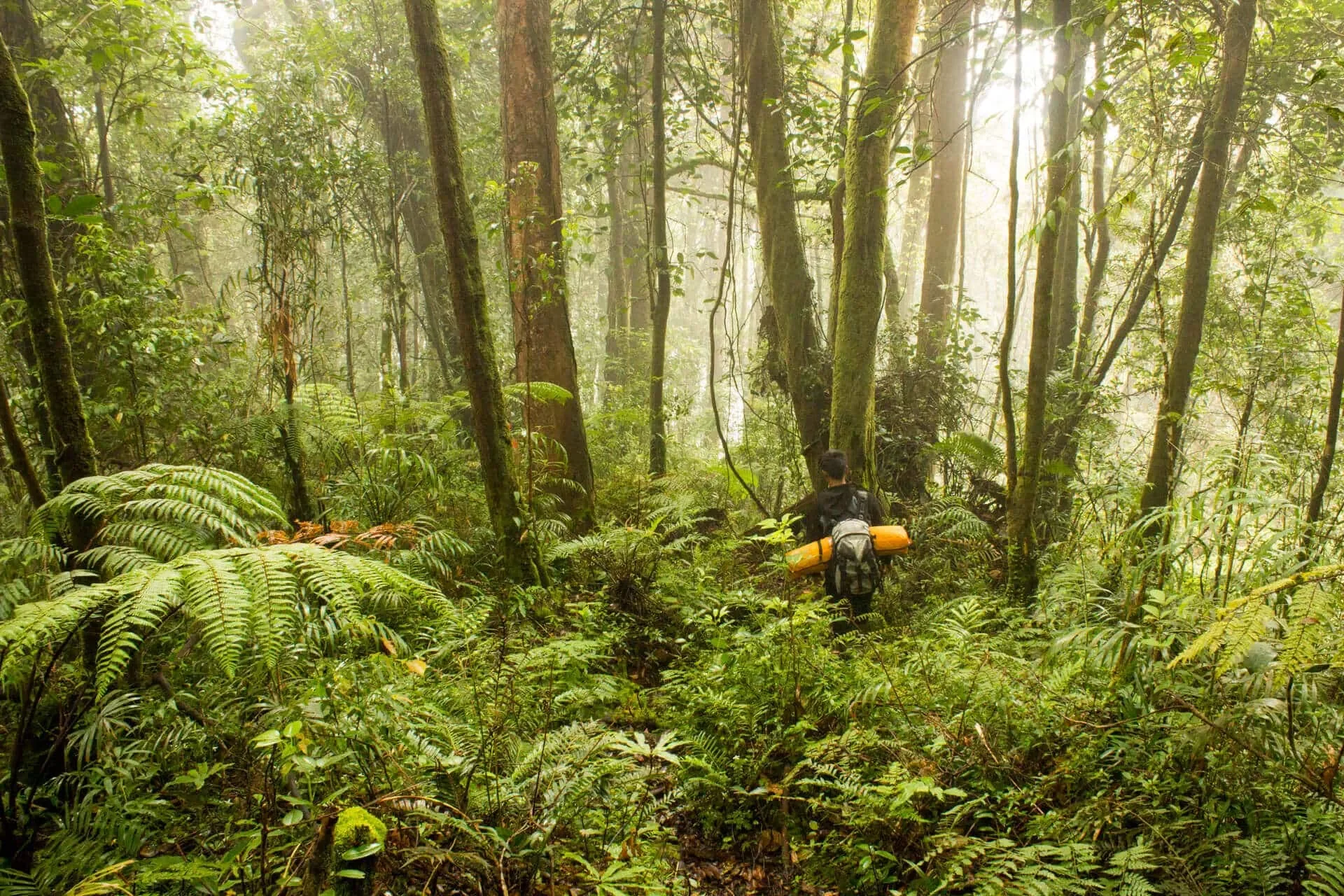 Forêts tropicales ombrophiles de Sumatra, Indonésie, Indonésie
