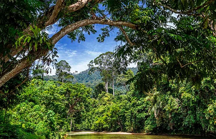 Forêts tropicales ombrophiles de Sumatra, Indonésie, Indonésie
