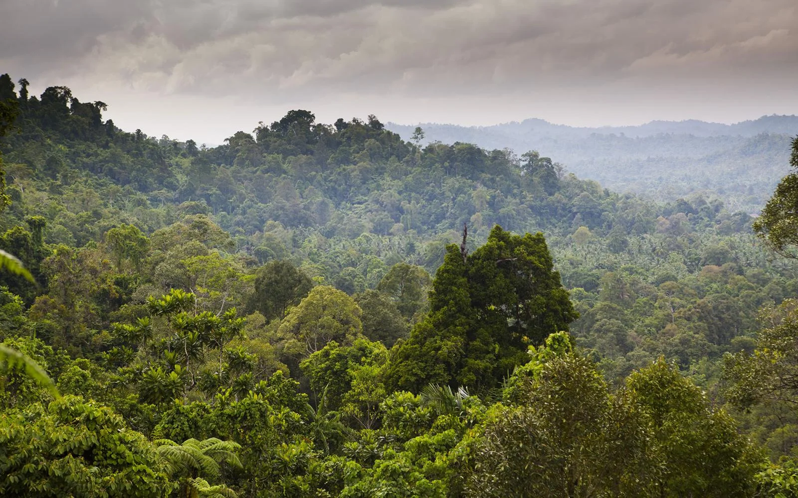 Forêts tropicales ombrophiles de Sumatra, Indonésie, Indonésie