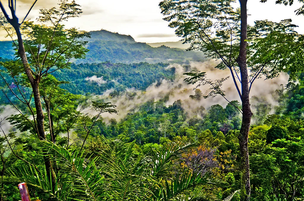 Forêts tropicales ombrophiles de Sumatra, Indonésie, Indonésie