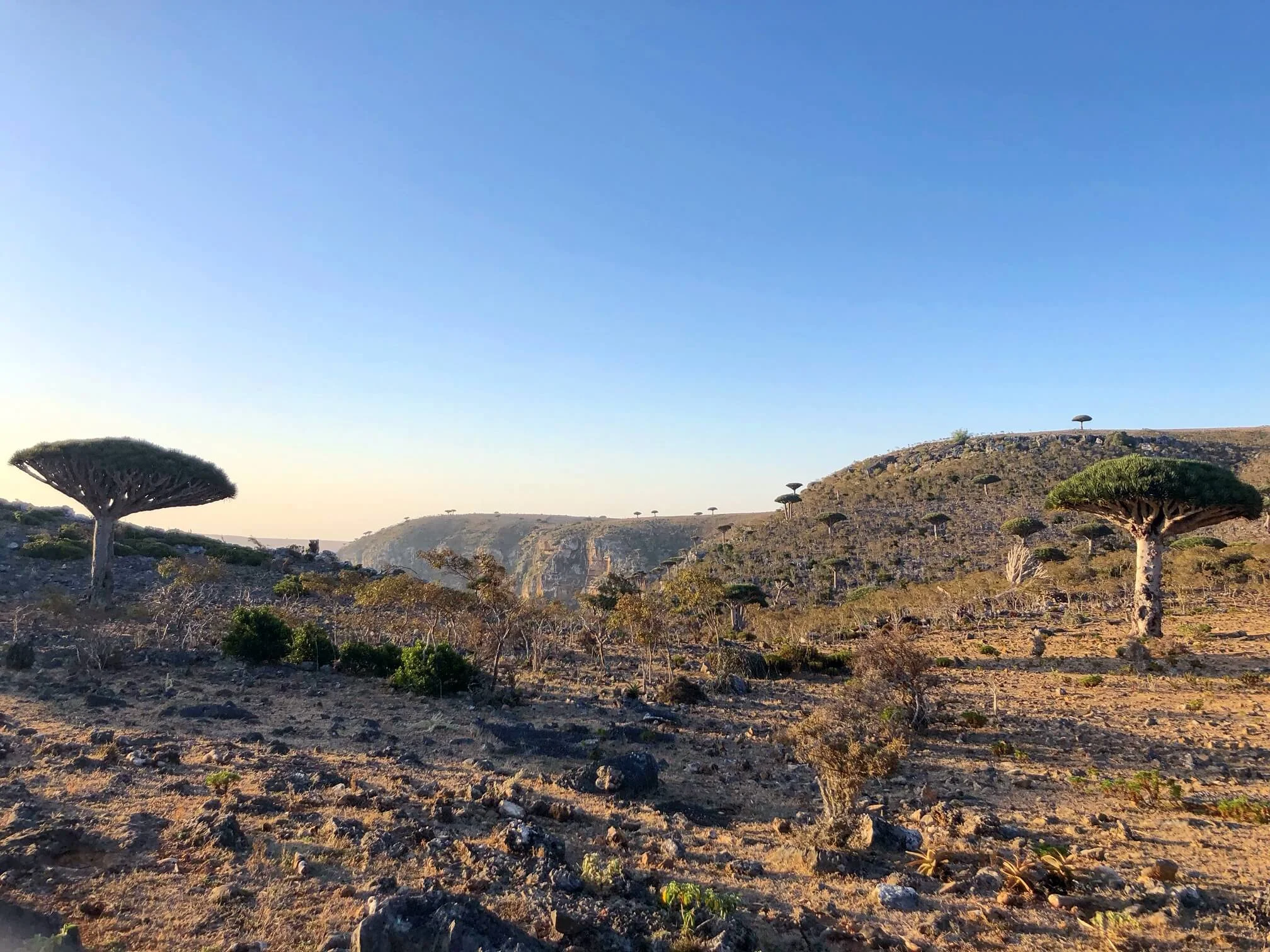 Plateau de Diksam, Yémen, Socotra