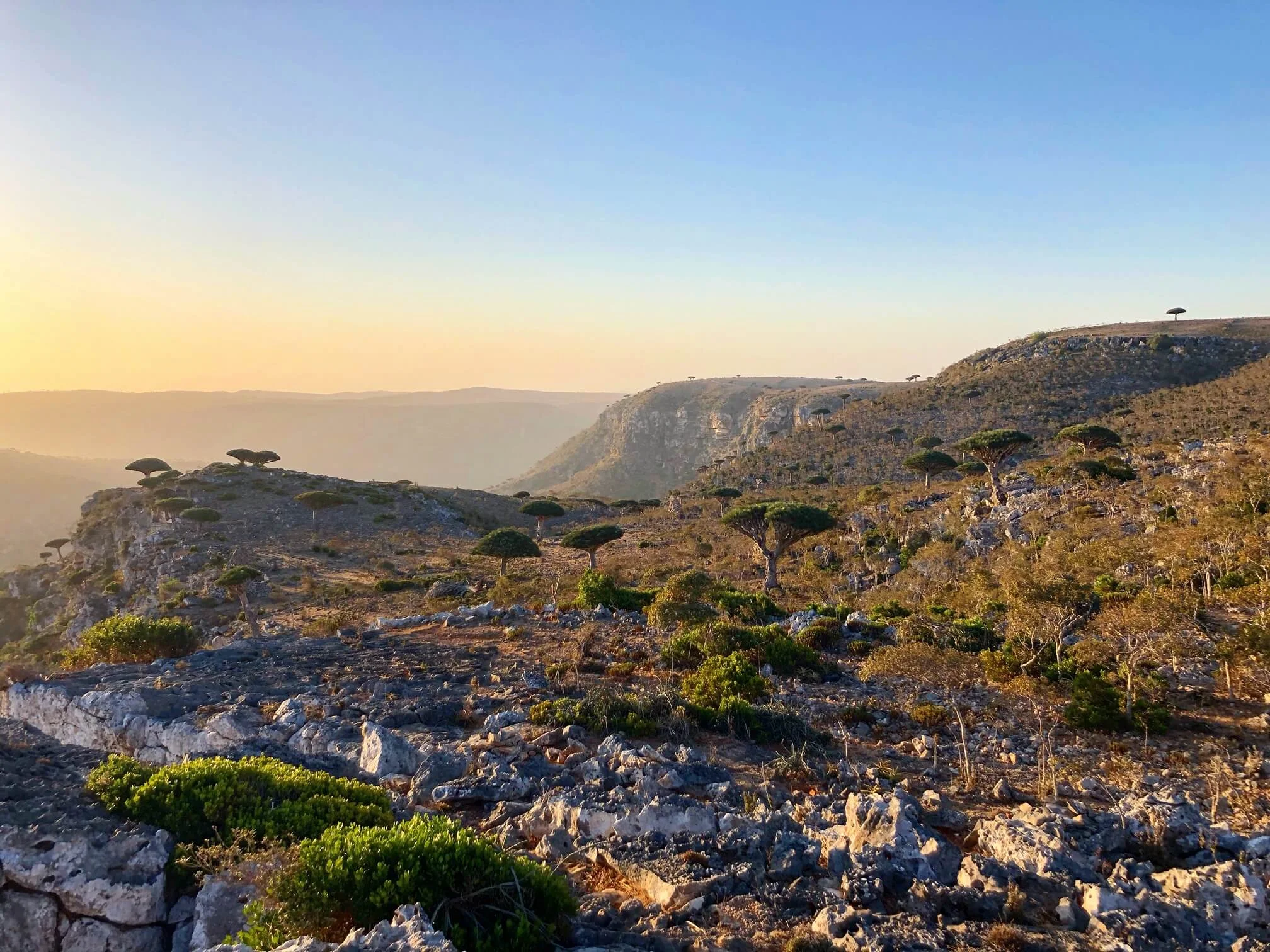 Plateau de Diksam, Yémen, Socotra