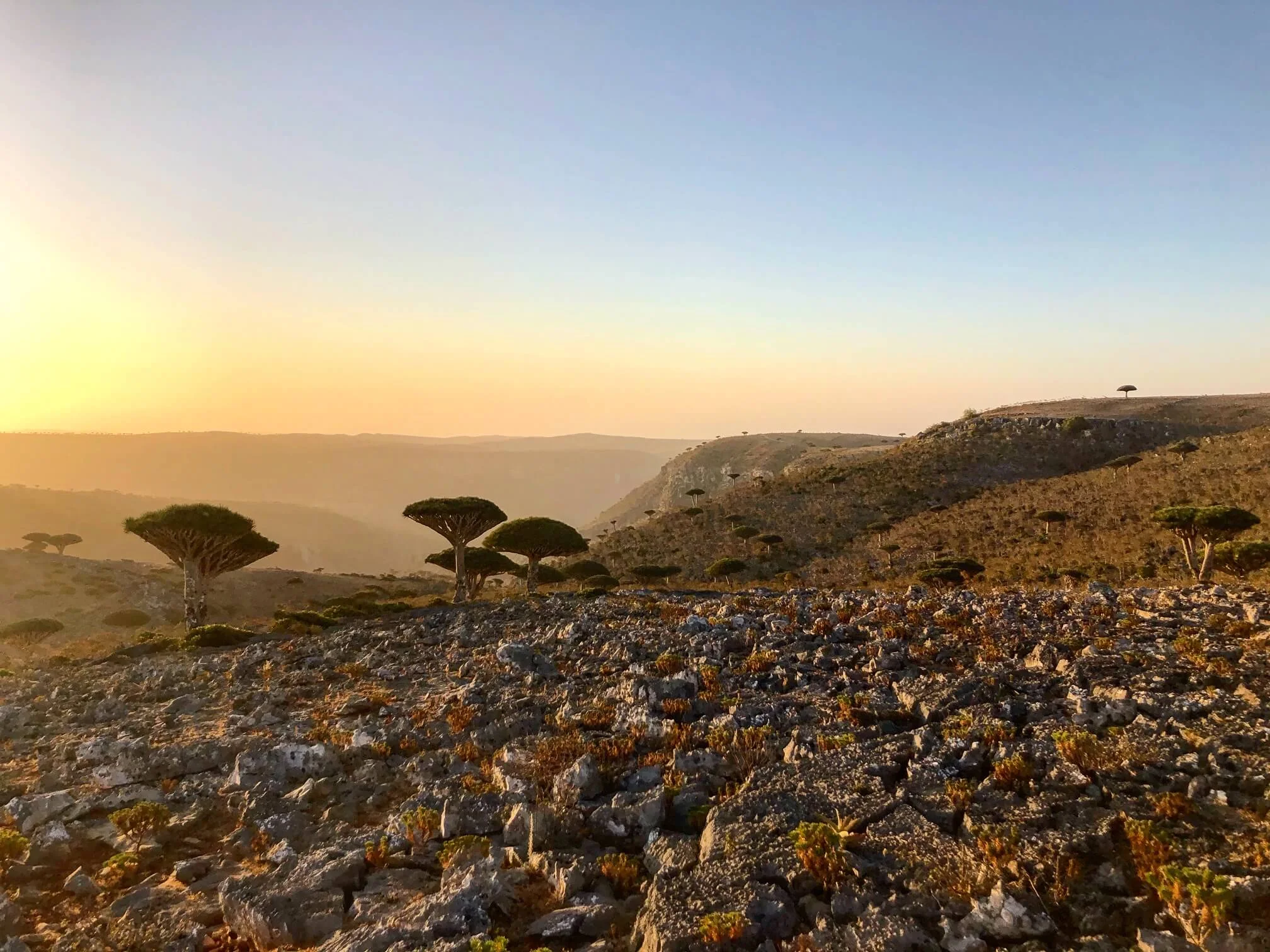 Plateau de Diksam, Yémen, Socotra