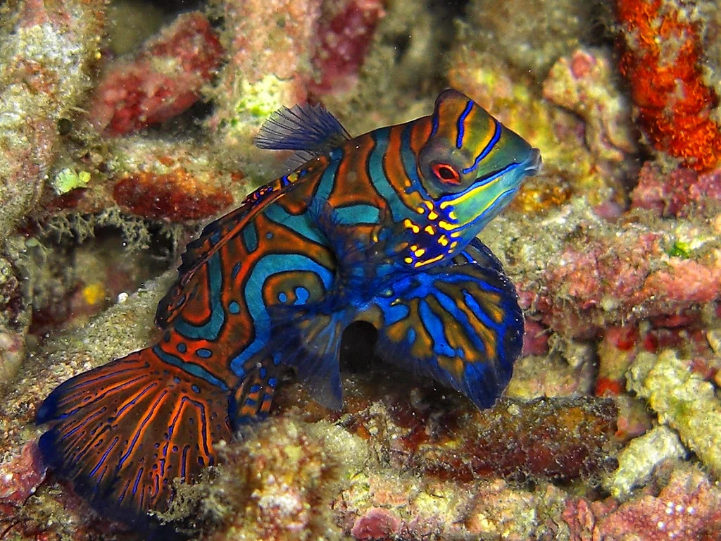 Lembeh, Indonésie