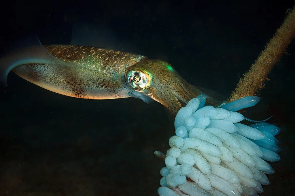 Lembeh, Indonésie