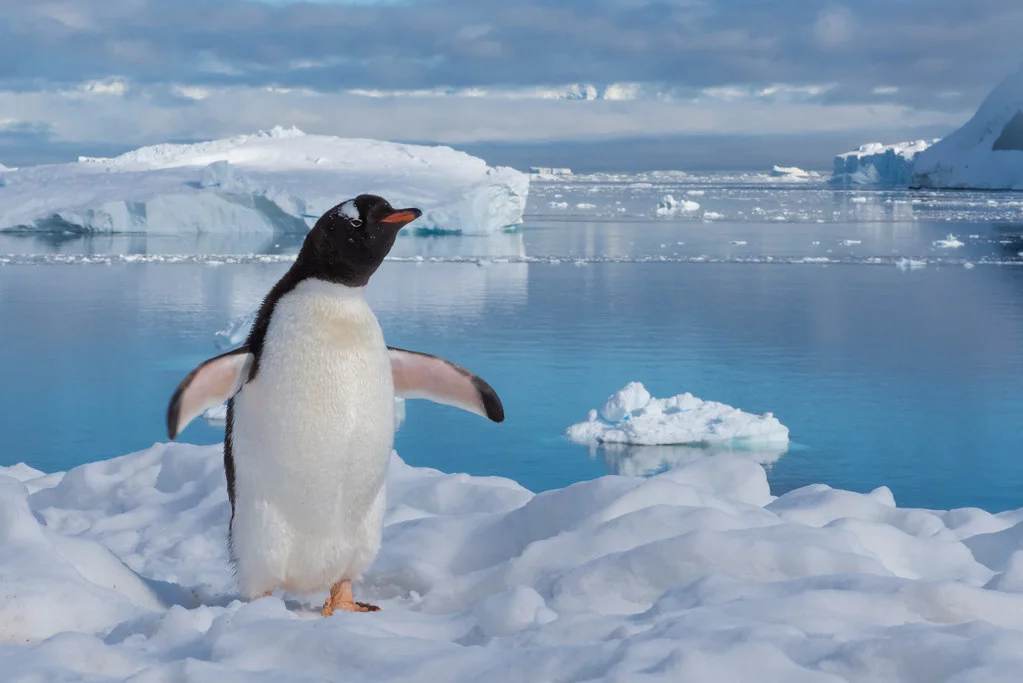 Néko Harbor, Antarctique