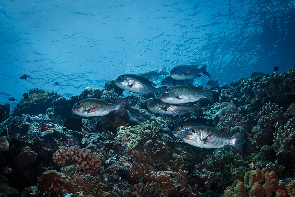 Parc national marin de Bunaken, Indonésie