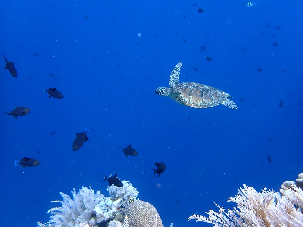 Parc national marin de Bunaken, Indonésie