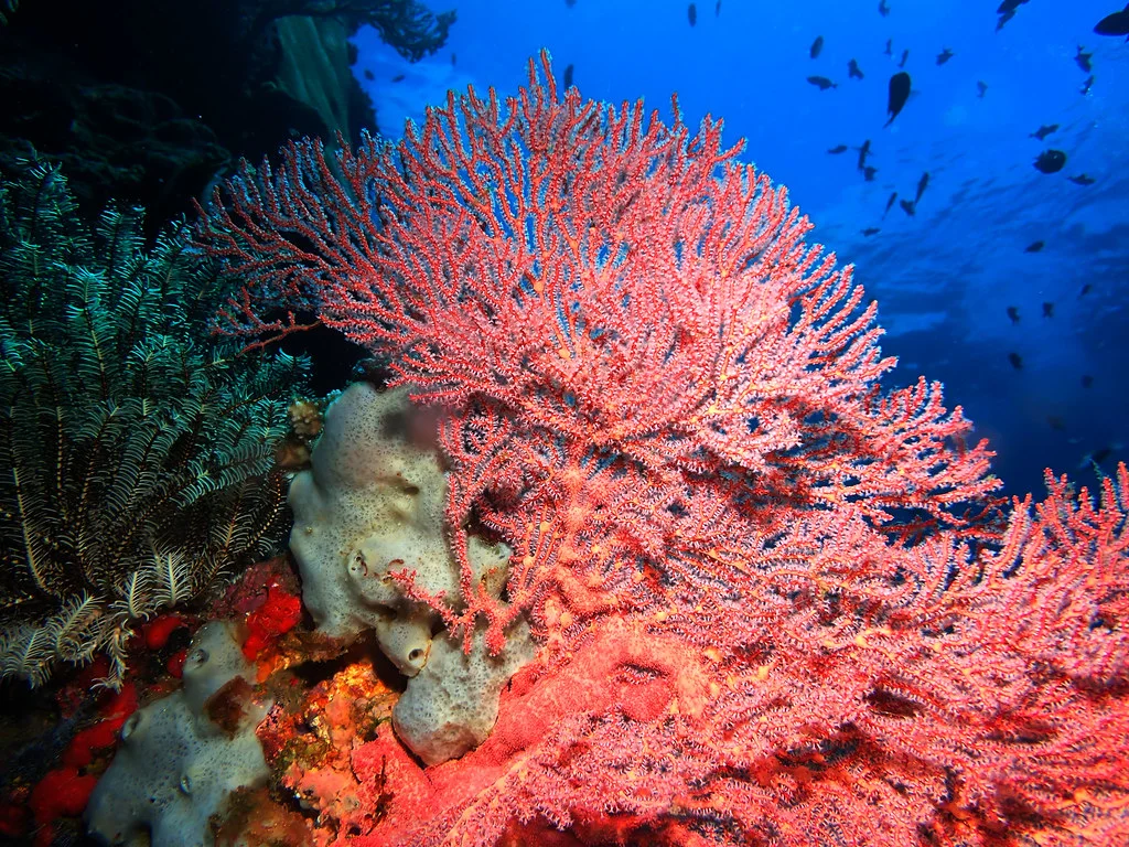 Parc national marin de Bunaken, Indonésie