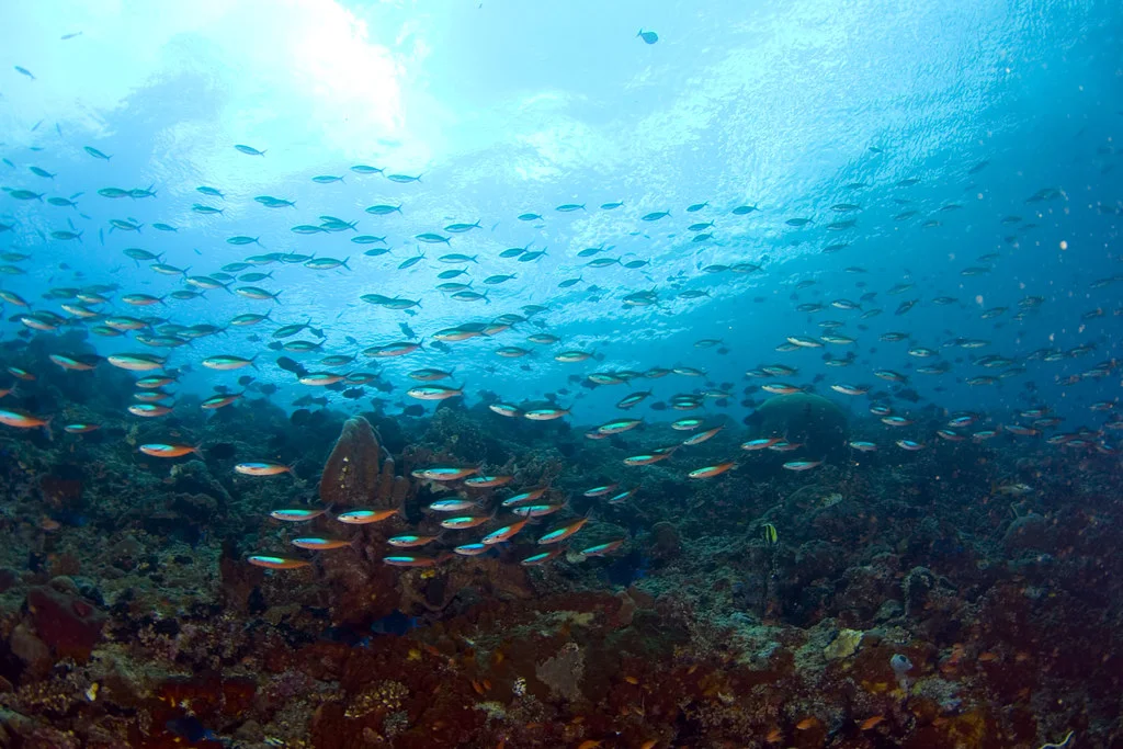 Parc national marin de Bunaken, Indonésie