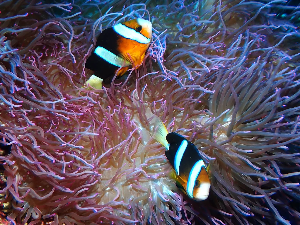 Parc national marin de Bunaken, Indonésie