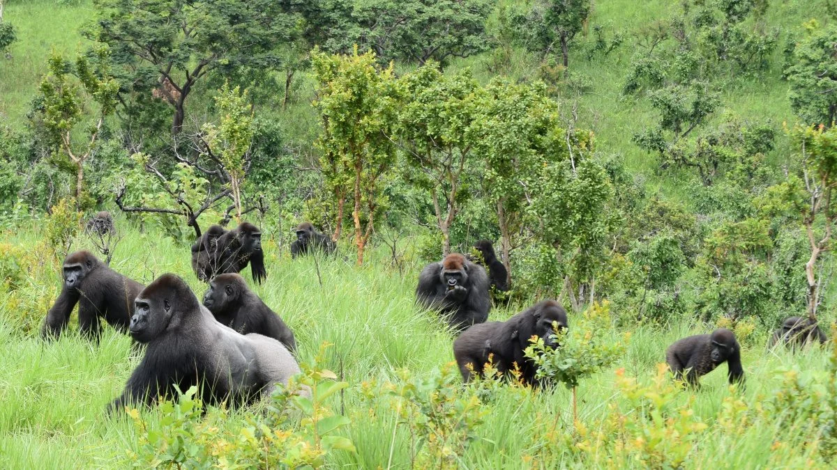 Réserve de Lesio-Louna, République du Congo