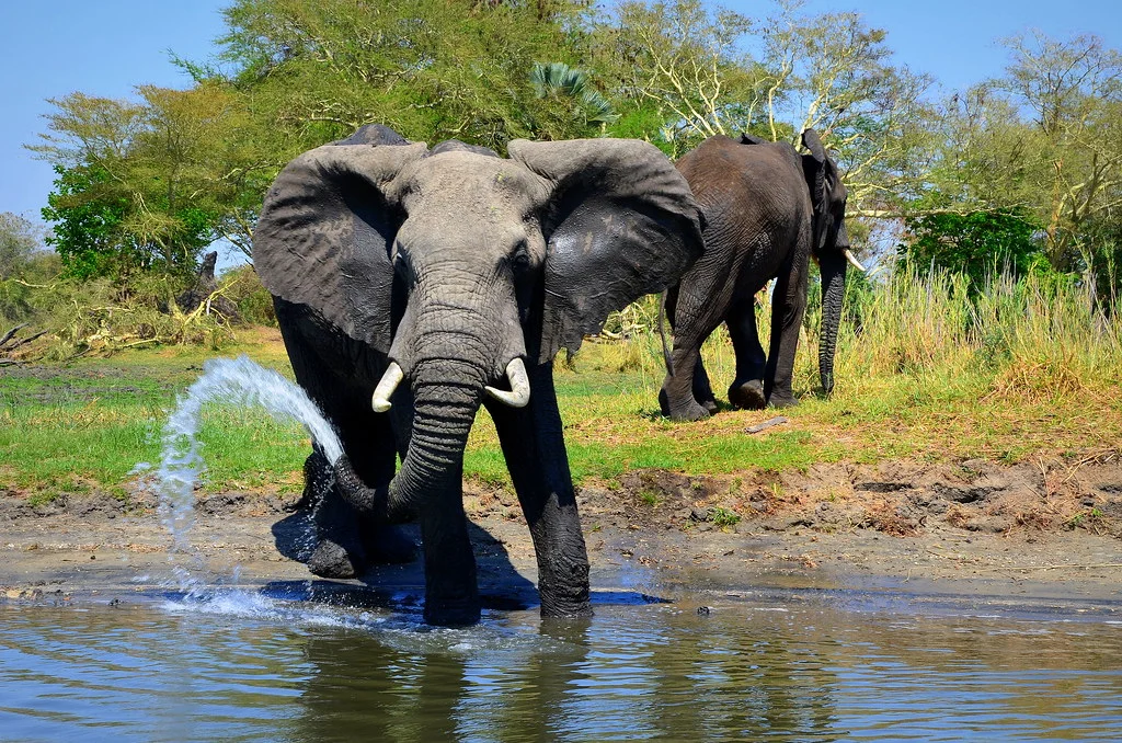 Parc national de Liwonde, Malawi