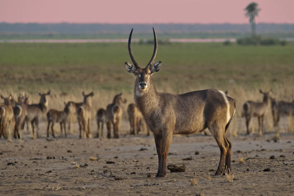 Parc national de Liwonde, Malawi