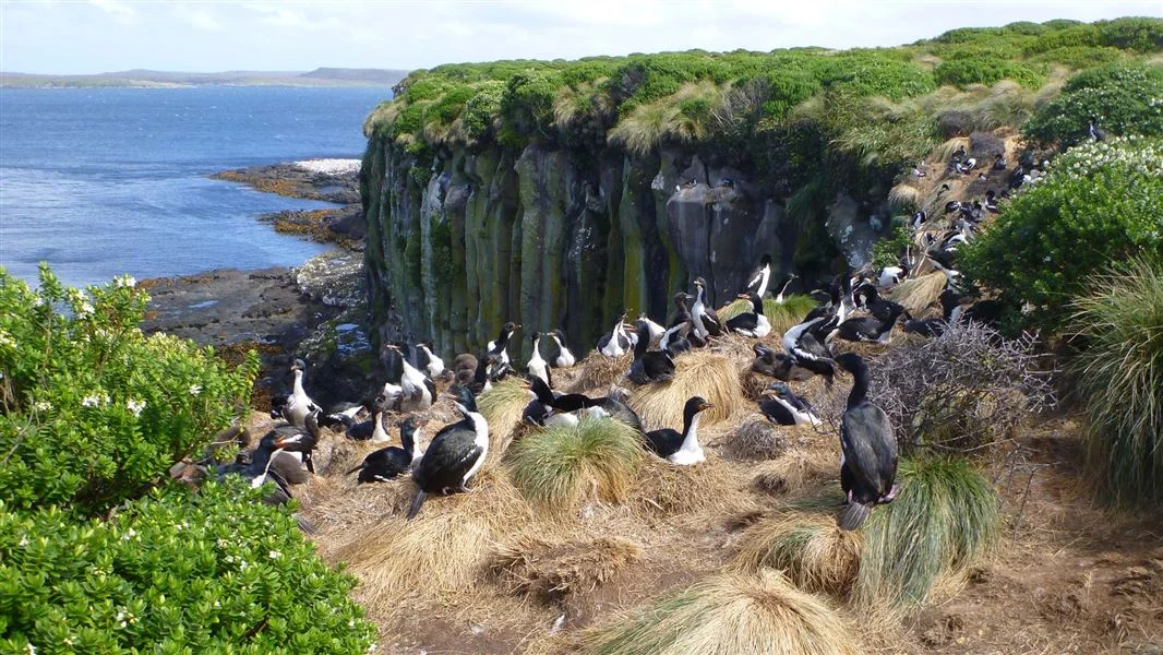 Îles Auckland, Nouvelle-Zélande