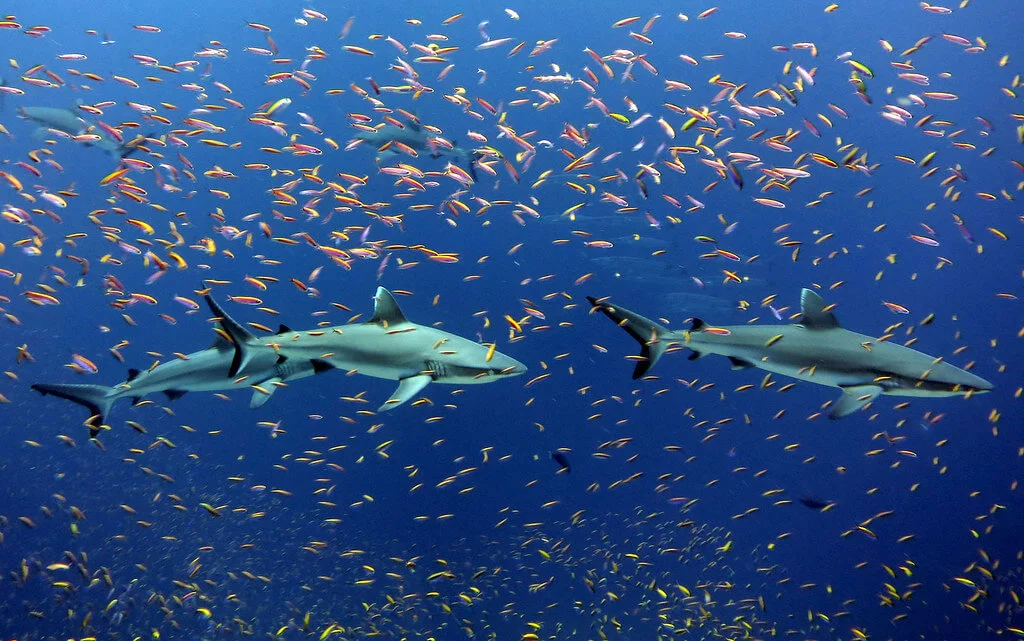 Pacific Remote Islands Marine National Monument, Îles mineures éloignées des États-Unis
